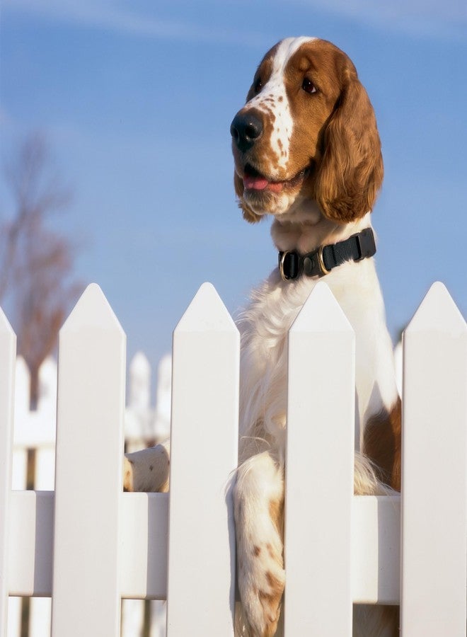 بيت سيف طوق PetSafe KeepSafe للكلاب - يحمي من حوادث الطوق - يدوم طويلاً - متين - قابل للتعديل - مزود بقفل أمان - آمن للاستخدام الخارجي - متوسط - عرض 1 بوصة - أحمر - Image 3